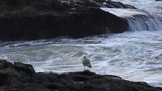 俄勒冈州海浪越过岩石海鸥视频素材