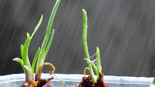 绿色的幼苗在雨中生长在地面上视频素材