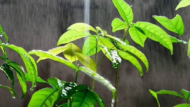 绿色的幼苗在雨中生长在地面上视频素材