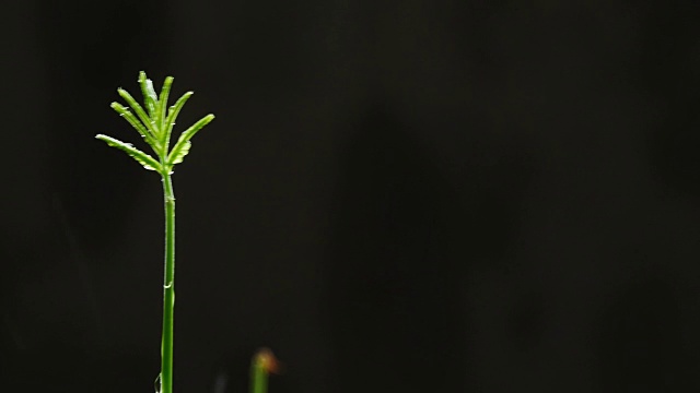 绿色的幼苗在雨中生长在地面上视频素材