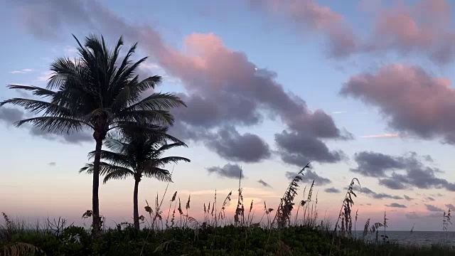 日落时海滩上的棕榈树视频素材