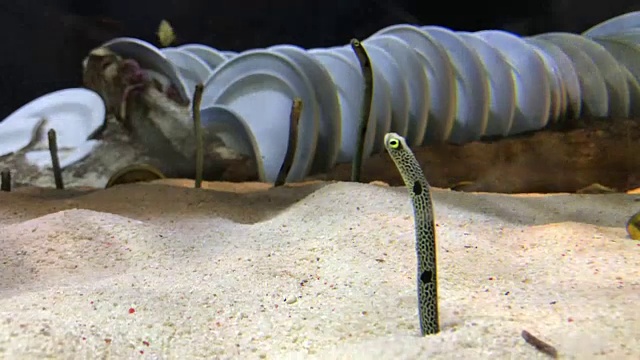 在水族馆中以浮游生物为食的斑点花园鳗鱼(异型海鳗)。视频下载