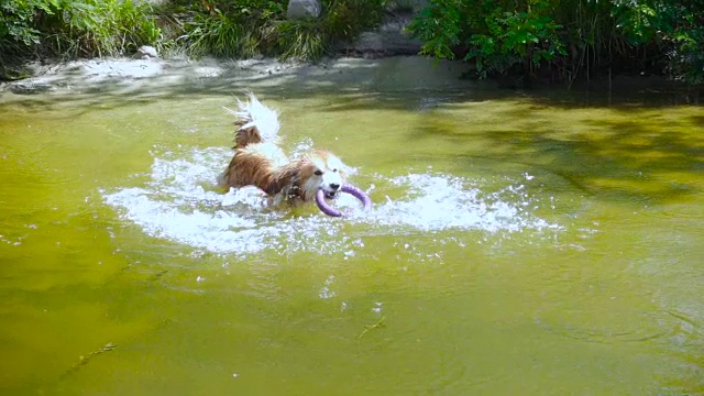 威尔士柯基犬在河边玩玩具视频素材