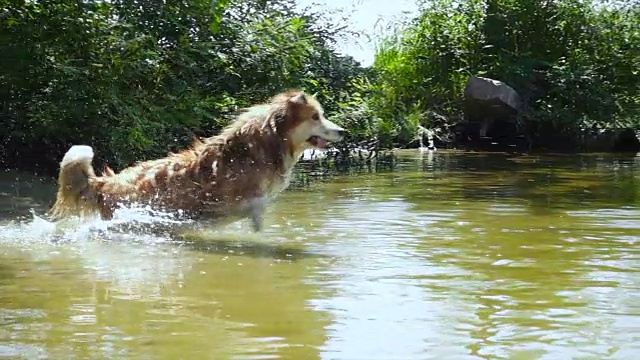 威尔士柯基犬在河边玩玩具视频素材