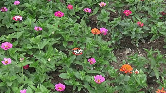 燕尾蝶在粉红色的花上视频素材