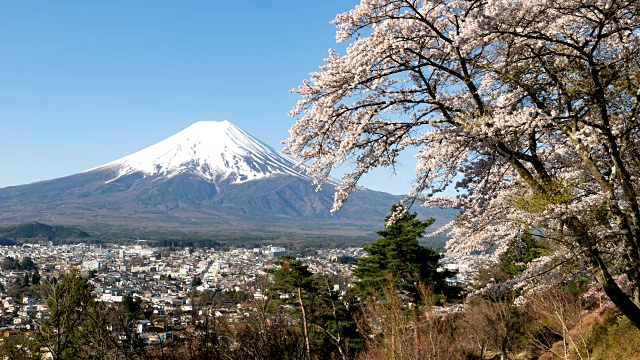 富士山上樱花盛开视频素材