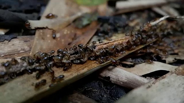 一群白蚁在散步视频素材