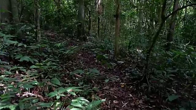 漫步在雨林中视频素材