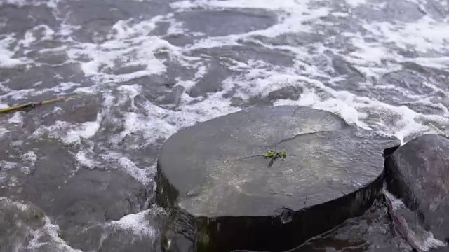 波浪冲刷着水库岸边的老树桩。视频素材