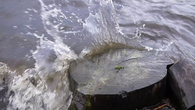 波浪冲刷着水库岸边的老树桩。视频素材