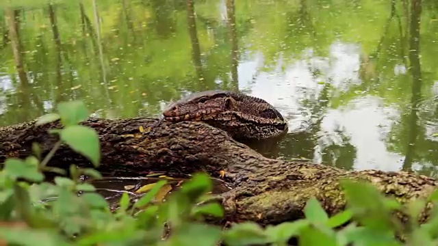 水监测蜥蜴(Varanus)在伦皮尼，曼谷，泰国视频素材