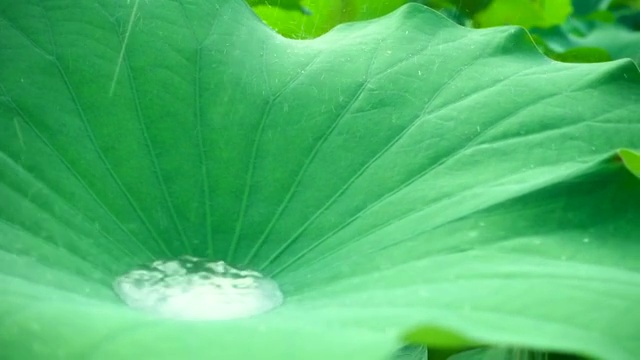 雨滴落在荷叶上视频素材