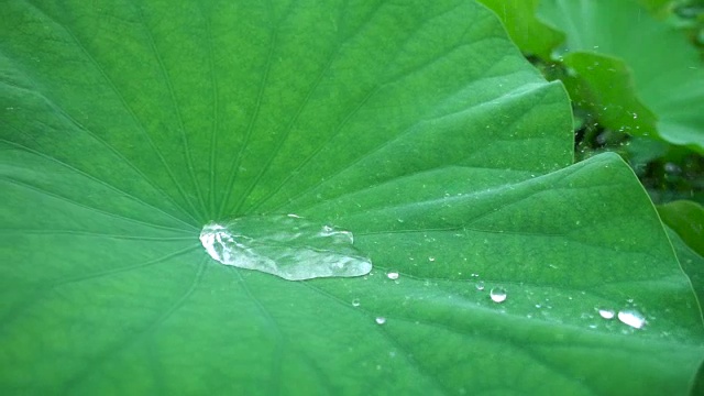 雨滴落在荷叶上视频素材