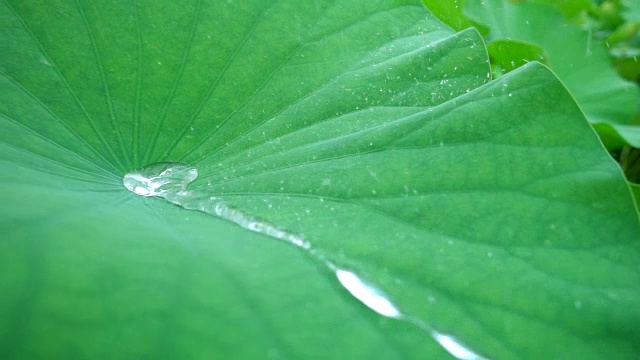 雨滴落在荷叶上视频素材