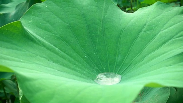 雨滴落在荷叶上视频素材