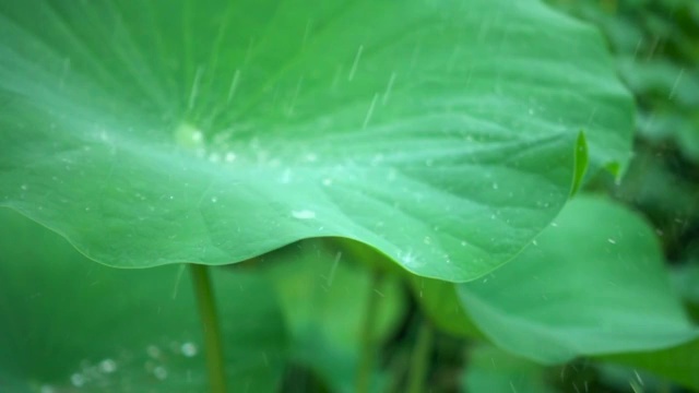 雨滴落在荷叶上视频素材