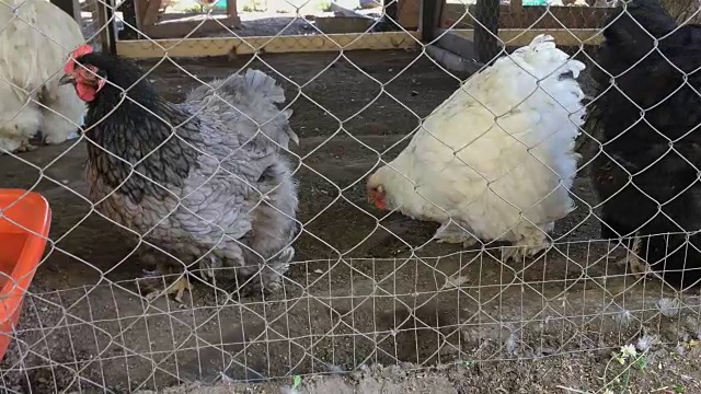 鸡在农家院子的鸡舍里的铁栏后面走。视频素材