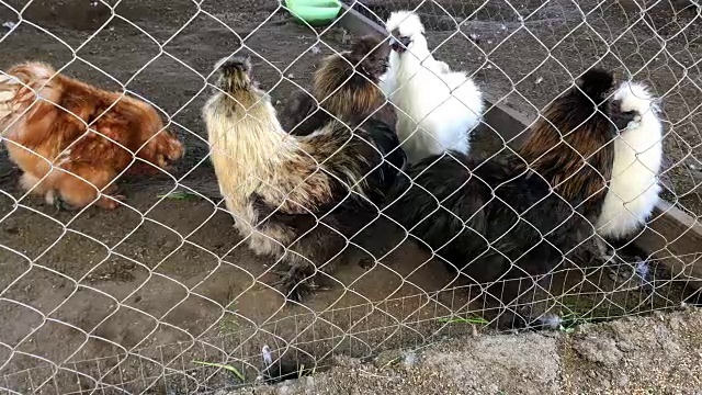 鸡在农家院子的鸡舍里的铁栏后面走。视频素材