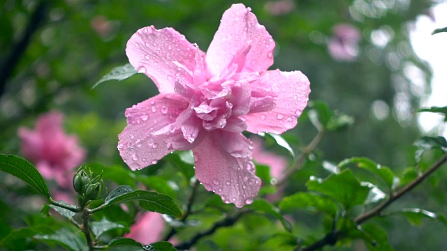 雨中的芙蓉花视频素材