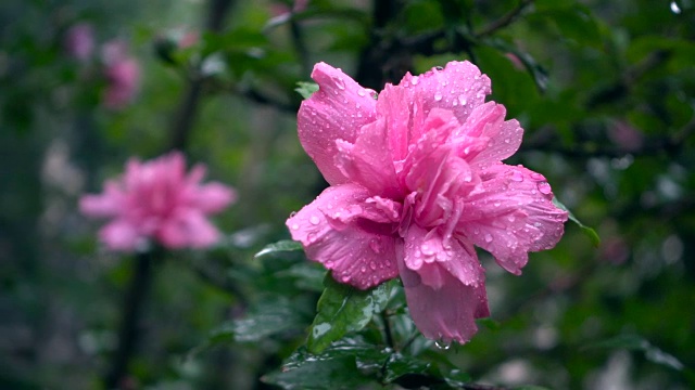 雨中的芙蓉花视频素材