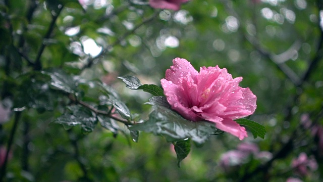 雨中的花视频素材