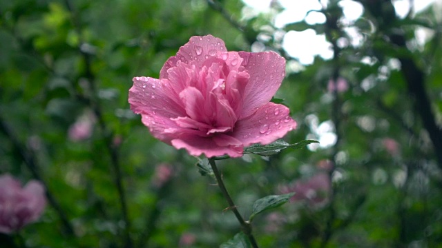 雨中的花视频素材