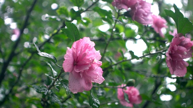 雨中的花视频素材