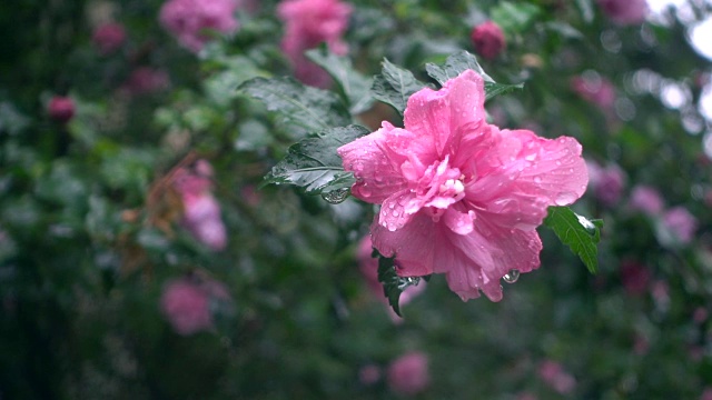 雨中的花视频素材