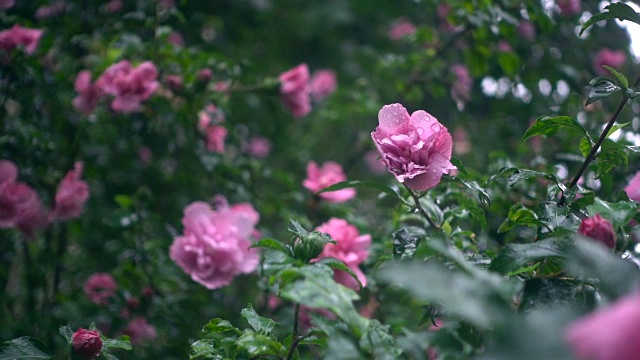 雨中的芙蓉花视频素材