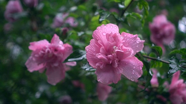 雨中的芙蓉花视频素材