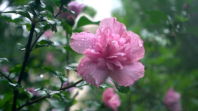 雨中的芙蓉花视频素材