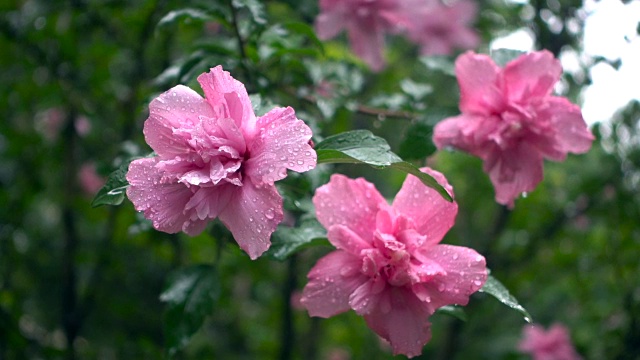 雨中的芙蓉花视频素材