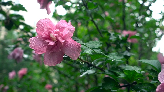 雨中的芙蓉花视频素材