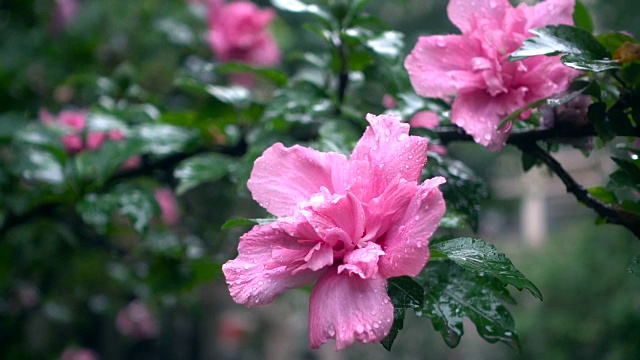 雨中的芙蓉花视频素材