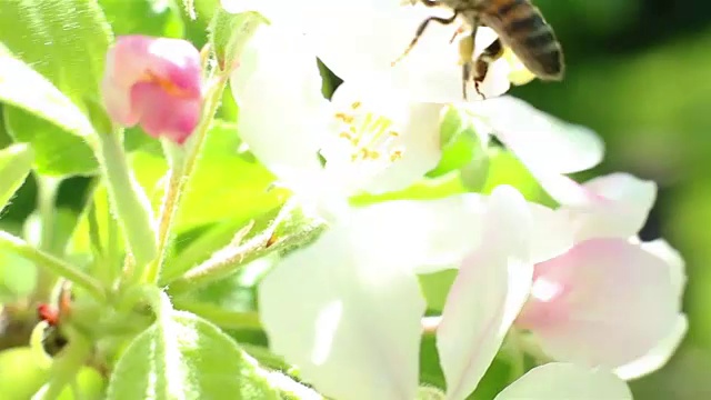 盛开的苹果树。微距拍摄白花在风中视频素材