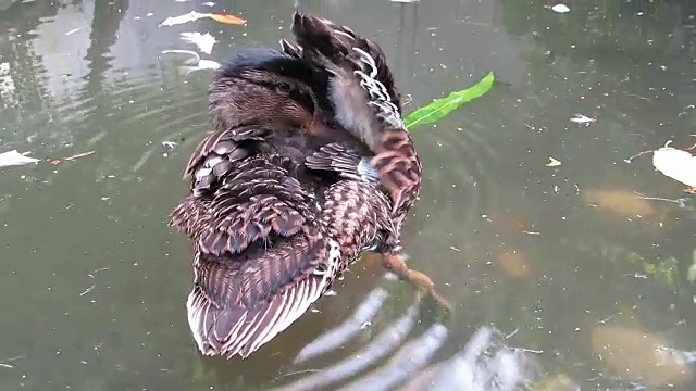 水塘上的绿头鸭在翅膀下梳理。视频下载