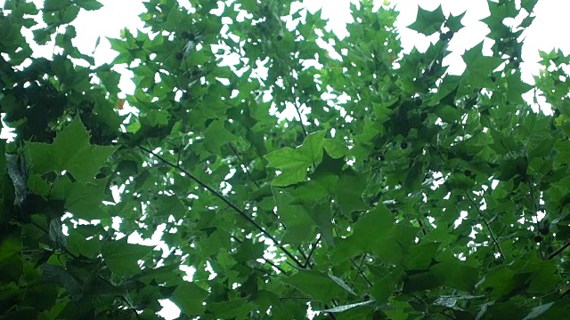 雨落在树叶上视频素材