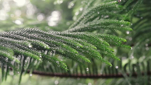 雨滴落在松树上视频素材