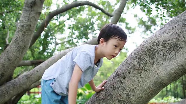 树上的孩子视频素材