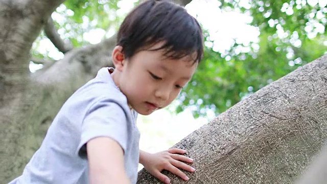 树上的孩子视频素材