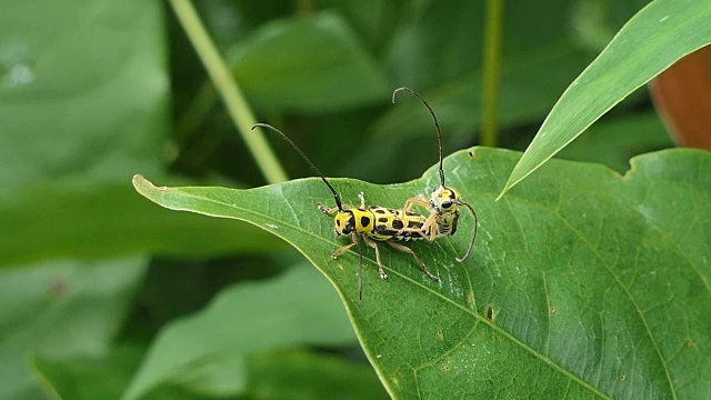 热带雨林中的黑黄长角甲虫。视频素材