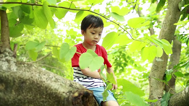 树上的孩子视频素材