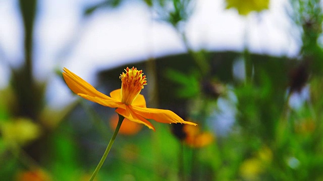 4K:宇宙花田。视频素材