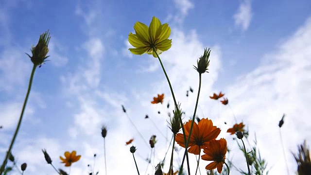 4K:宇宙花田。视频素材