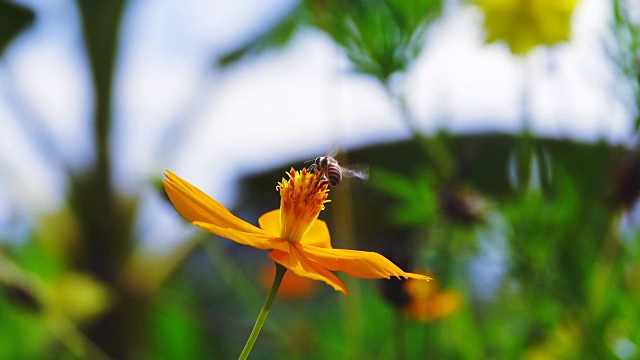 4k:宇宙花田和蜜蜂视频素材