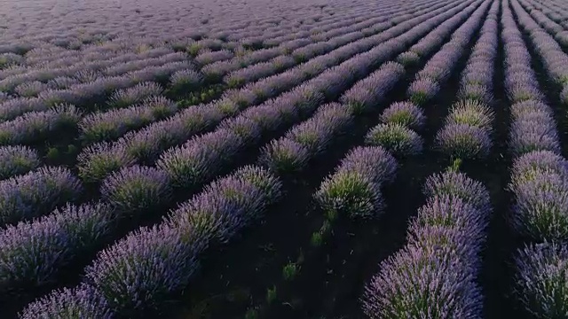 鸟瞰图的一个年轻的农民妇女走在她的薰衣草田在日出与雄伟的光。视频素材