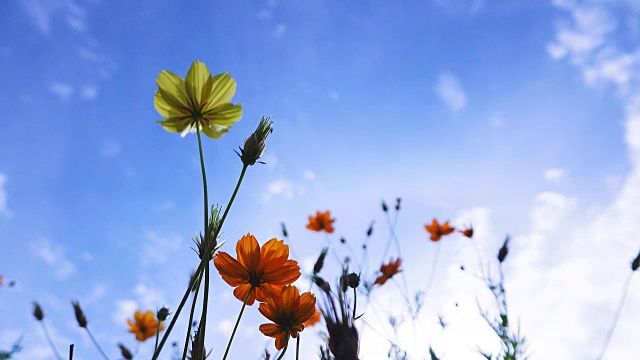 4K:宇宙花田。视频素材