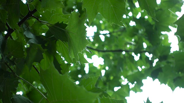 雨落在树叶上视频素材