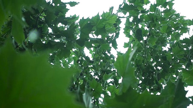 雨落在树叶上视频素材