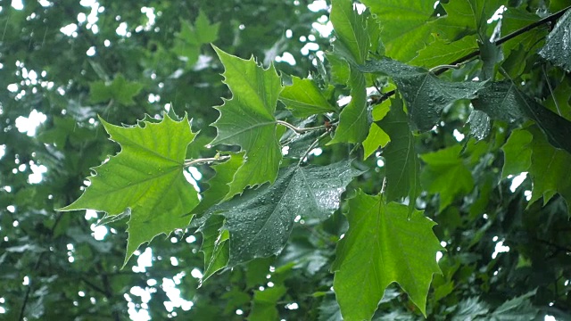 雨落在树叶上视频素材